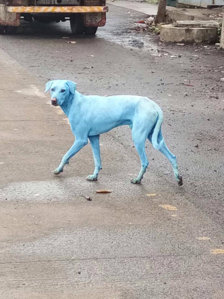 Afval Indische fabriek kleurt honden lichtblauw