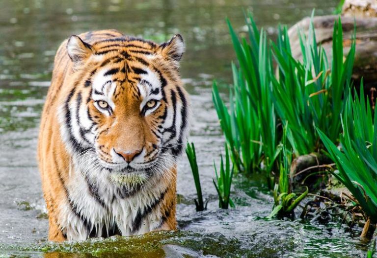 Ook dieren kunnen elkaar vermoorden