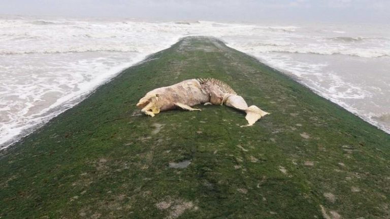 Dode tuimelaar spoelt aan in Middelkerke