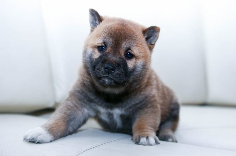 Video van vader en puppy verovert het internet