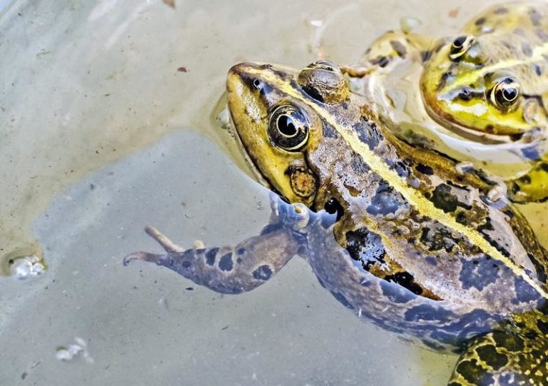 Kikkers veranderen van kleur om verwarrende orgieën te vermijden