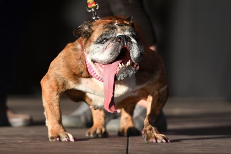 De Lelijkste Hond Ter Wereld Heeft Het Loodje Gelegd - Zita