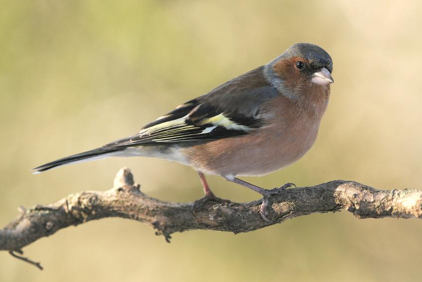 Vink | Natuurpunt