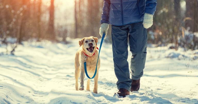 Bij deze lage temperatuur laat je je hond best niet meer buiten